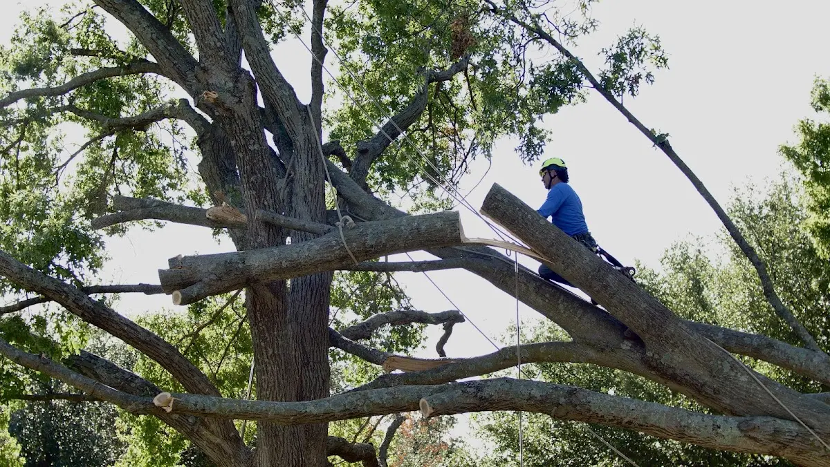 Professional Hazardous Tree Removal performed by certified arborists in Concordia